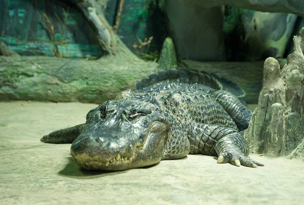 Alligator_mississippiensis.jpg